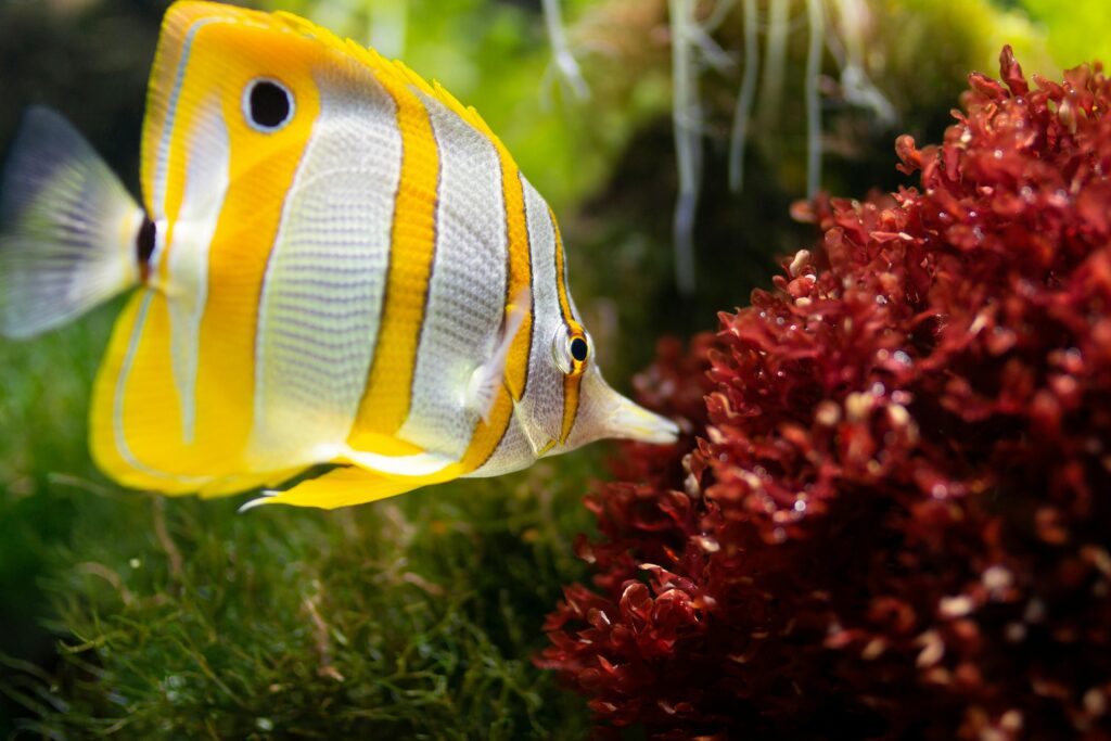 pexels photo 1112007 1112007 1 Butterfly fish exploring red coral in a lush underwater world, showcasing marine life beauty.